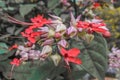 Bleeding heart Vine flower with dark background. Royalty Free Stock Photo