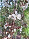 This bleeding heart vine flower has white color and bloom hanging position Royalty Free Stock Photo