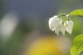 Bleeding heart vine flowers in bloom Royalty Free Stock Photo