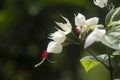 Bleeding heart vine flowers, Glory Bower Royalty Free Stock Photo