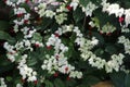 Bleeding Heart Vine white flowers blooming in the gardening Royalty Free Stock Photo