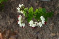 Rare variety of bleeding heart vine flower Royalty Free Stock Photo