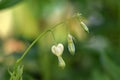 Bleeding Heart White Flower Droplets Royalty Free Stock Photo