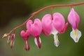 Bleeding Hearts Royalty Free Stock Photo