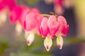 Bleeding Hearts Royalty Free Stock Photo