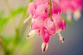 Bleeding Hearts