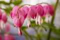 Bleeding Hearts Royalty Free Stock Photo
