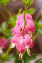 Bleeding Hearts