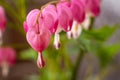 Bleeding Hearts Royalty Free Stock Photo