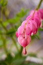 Bleeding Hearts Royalty Free Stock Photo