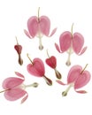 Bleeding Hearts Background on White Royalty Free Stock Photo