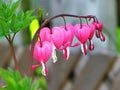 Bleeding hearts branch with heart shape flowers Royalty Free Stock Photo