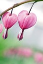 Bleeding Hearts - Dicentra spectabilis Royalty Free Stock Photo