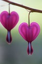 Bleeding Hearts - Dicentra spectabilis