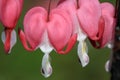 Bleeding Hearts Flower Royalty Free Stock Photo