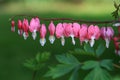 Bleeding Hearts Flower Royalty Free Stock Photo