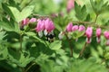 Bleeding Hearts Flower In Garden With Bumblebee Royalty Free Stock Photo