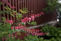 Bleeding Hearts flowers in full bloom Royalty Free Stock Photo