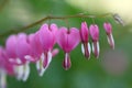 Bleeding hearts flowers Royalty Free Stock Photo