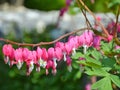 Bleeding hearts flowers Royalty Free Stock Photo