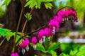 Bleeding hearts flowers surrounded by green leaves Royalty Free Stock Photo