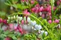 Bleeding hearts flowers Royalty Free Stock Photo