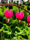 The bleeding hearts are in full bloom. Royalty Free Stock Photo