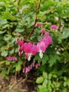 Bleeding hearts orchids flower