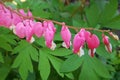 Bleeding Hearts over Blue Bells Hearts of Spring Royalty Free Stock Photo