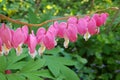 Bleeding Hearts over Blue Bells Hearts of Spring Royalty Free Stock Photo