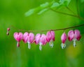 Bleeding Hearts