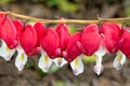 Bleeding Hearts in a Row Royalty Free Stock Photo