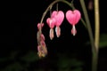 Bleeding Hearts Royalty Free Stock Photo