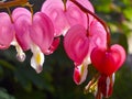 Bleeding Hearts Royalty Free Stock Photo