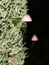 Bleeding Mycena with British Soldiers