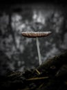 Bleeding Mycena or Burgundydrop Bonnet Fungi - Mycena haematopus
