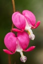 Bleeding pink Heart Flowers (Dicentra spectabilis or Lamprocapnos spectabilis) Royalty Free Stock Photo