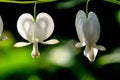 Bleeding White Heart Duo