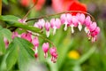 Bleedingheart bush in the spring