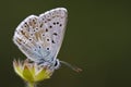 Bleek blauwtje, Chalk-hill Blue, Polyommatus coridon Royalty Free Stock Photo