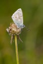Bleek blauwtje, Chalk-hill Blue, Polyommatus coridon Royalty Free Stock Photo