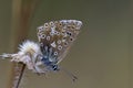 Bleek blauwtje, Chalk-hill Blue, Polyommatus coridon Royalty Free Stock Photo