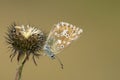 Bleek blauwtje, Chalk-hill Blue, Polyommatus coridon Royalty Free Stock Photo