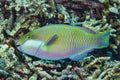 Bleeker Parrotfish Chlorurus bleekeri