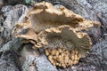 This Bleke borstelkurkzwam Coriolopsis trogii hangs like a shelter above a group of Glimmerinktzwammen Coprinellus truncorum o