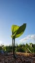 A blend of the exotic green plants color in the charming blue sky background. Draw a warm tropical climate.