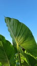 A blend of the exotic green plants color in the charming blue sky background. Draw a warm tropical climate.