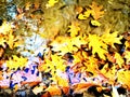 Blend of leaves, mud and colors in wet autumn weather Royalty Free Stock Photo