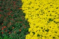 Blended arrangement dense of yellow and dark purple daisies garden mums chrysanthemums pattern nature background, blossom semi- Royalty Free Stock Photo