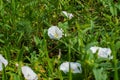 In blended green grass, white flowers of a weed grass birch blossom and bloom. Field grass. Sunlight. Vivid photo Royalty Free Stock Photo